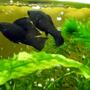 freshwater fish - poecilia latipinna - black sailfin molly stocking in 32 gallons tank - Black Sailfin Molly