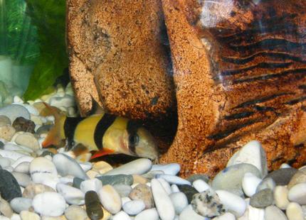 freshwater fish - botia macracantha - clown loach stocking in 32 gallons tank - Clown Loach