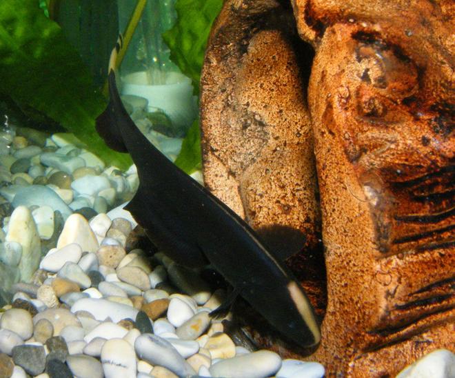 freshwater fish - apteronotus albifrons - black ghost knifefish stocking in 32 gallons tank - Black Ghost Knifefish