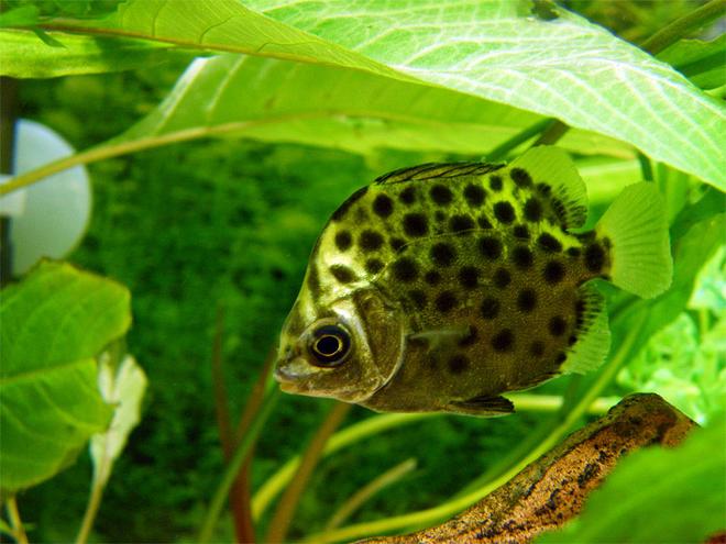 freshwater fish - scatophagus argus - ruby scat stocking in 32 gallons tank - Green Scat