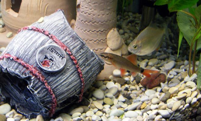 freshwater fish - botia modesta - redtail botia loach stocking in 32 gallons tank - Red tail Loach