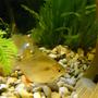 freshwater fish - metynnis argenteus - silver dollar stocking in 32 gallons tank - Silver Dollar