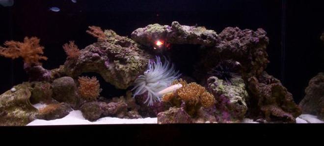 52 gallons reef tank (mostly live coral and fish) - Six weeks in what do you think? I know I dont have much yet looking for ideas to add more color and depth.