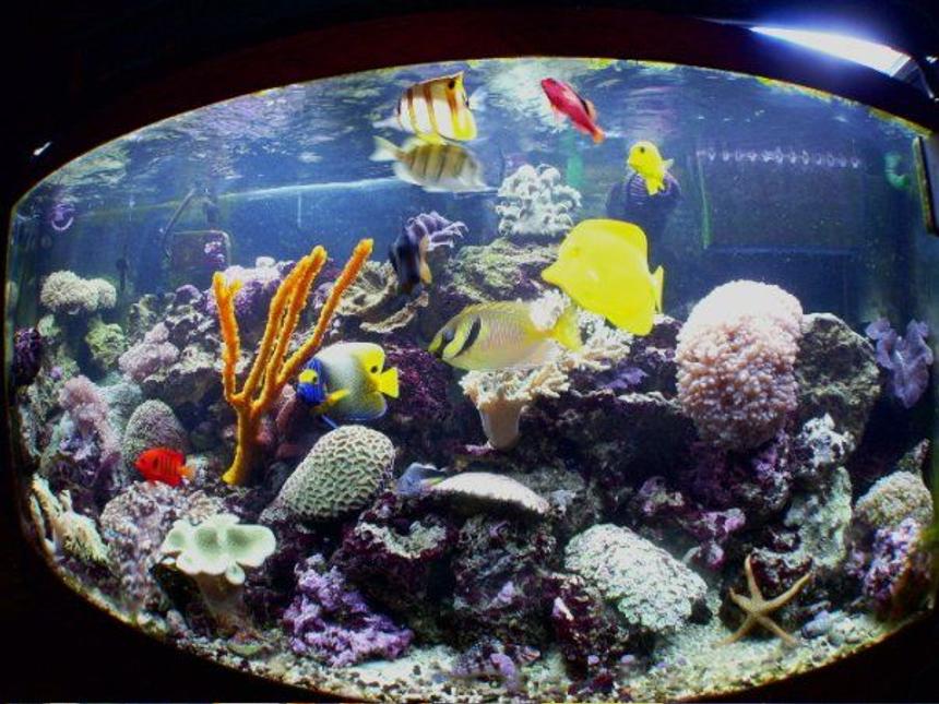 Rated #64: Reef Tank - 72 Gallon BowFront Reef Aquarium