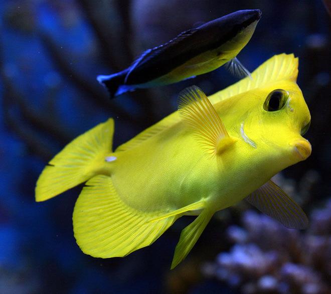 saltwater fish - zebrasoma flavescens - yellow tang - hawaii stocking in 210 gallons tank - clean me