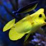 saltwater fish - zebrasoma flavescens - yellow tang - hawaii stocking in 210 gallons tank - clean me