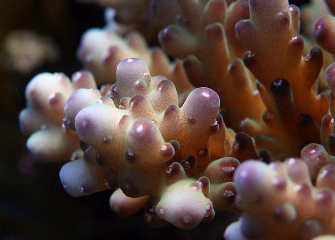 corals inverts - acropora lokani - leagues lokani stocking in 210 gallons tank - acro