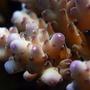 corals inverts - acropora lokani - leagues lokani stocking in 210 gallons tank - acro
