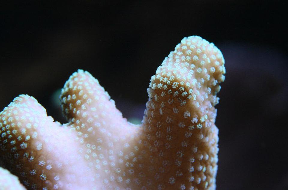 corals inverts - stylophora pistillata - butternut stylophora coral stocking in 210 gallons tank - stylo