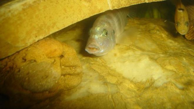 freshwater fish stocking in 70 gallons tank - incubation cichlid malawi