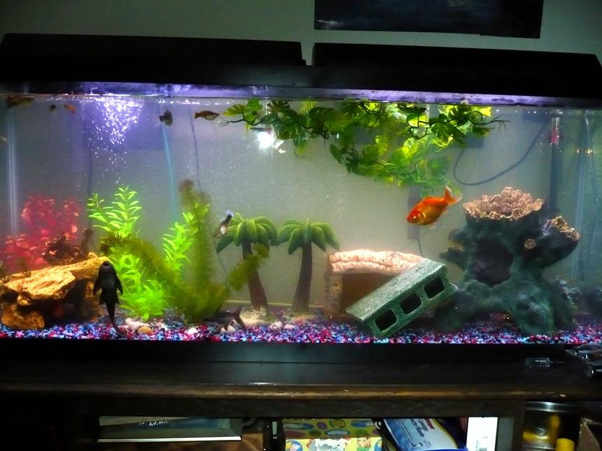 Rated #2835: 55 Gallons Freshwater Fish Tank - 55gal community tank.