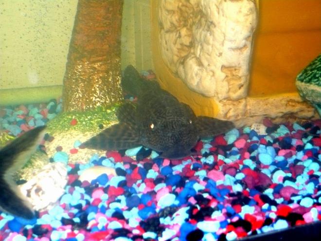 freshwater fish - glyptoperichthys gibbiceps - sailfin pleco (l-83) stocking in 55 gallons tank - my pleco. trying to get a better pic when i do will post it. but he is very camera shy. i just need to walk into the room with the camera and he hides.