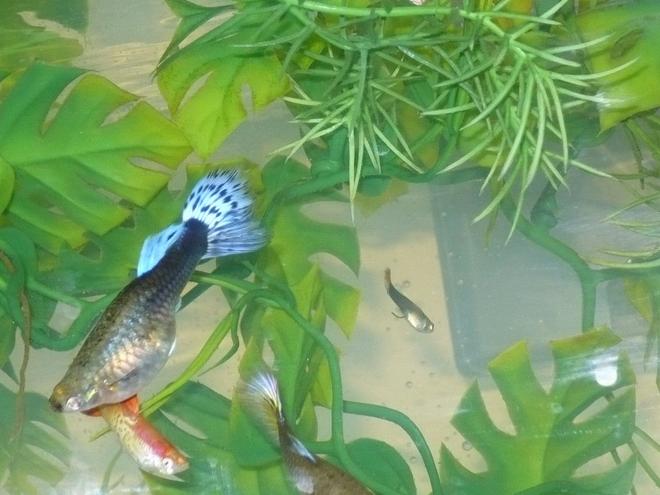freshwater fish - poecilia reticulata - neon blue tux guppy stocking in 55 gallons tank - more of the guppies with one of the babies in the background