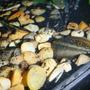 freshwater fish - macrognathus siamensis - peacock eel stocking in 55 gallons tank - peacock eel burrowed