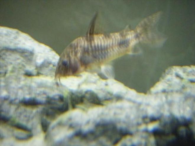 freshwater fish - corydoras paleatus - peppered cory cat stocking in 55 gallons tank - peppered cory