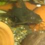 freshwater fish - synodontis eupterus - synodontis eupterus catfish stocking in 70 gallons tank - syndontis