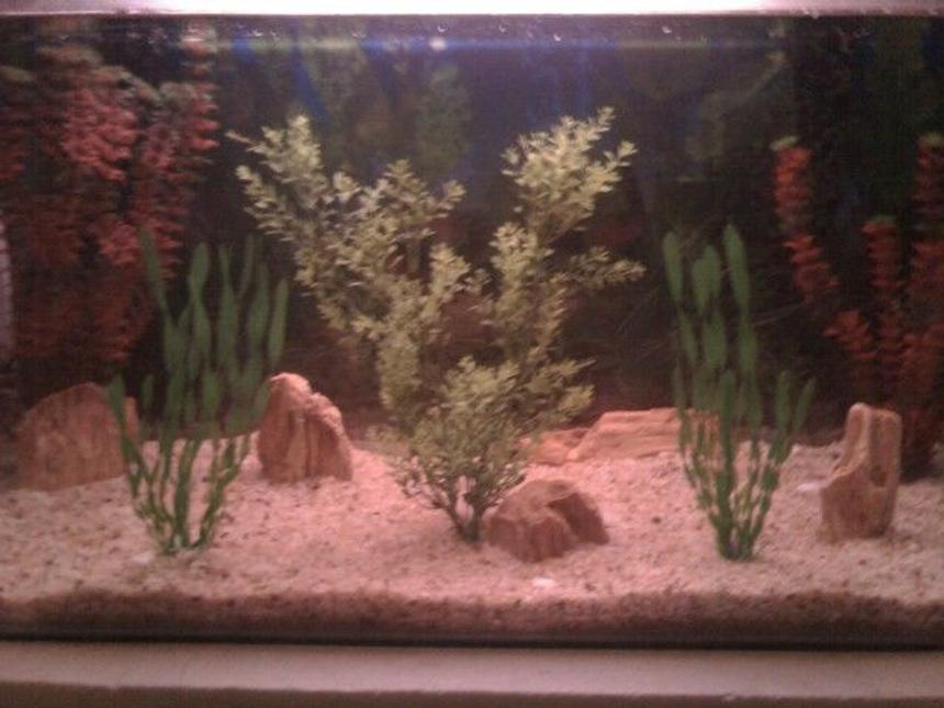 Rated #3885: 45 Gallons Freshwater Fish Tank - nothing g8t ......