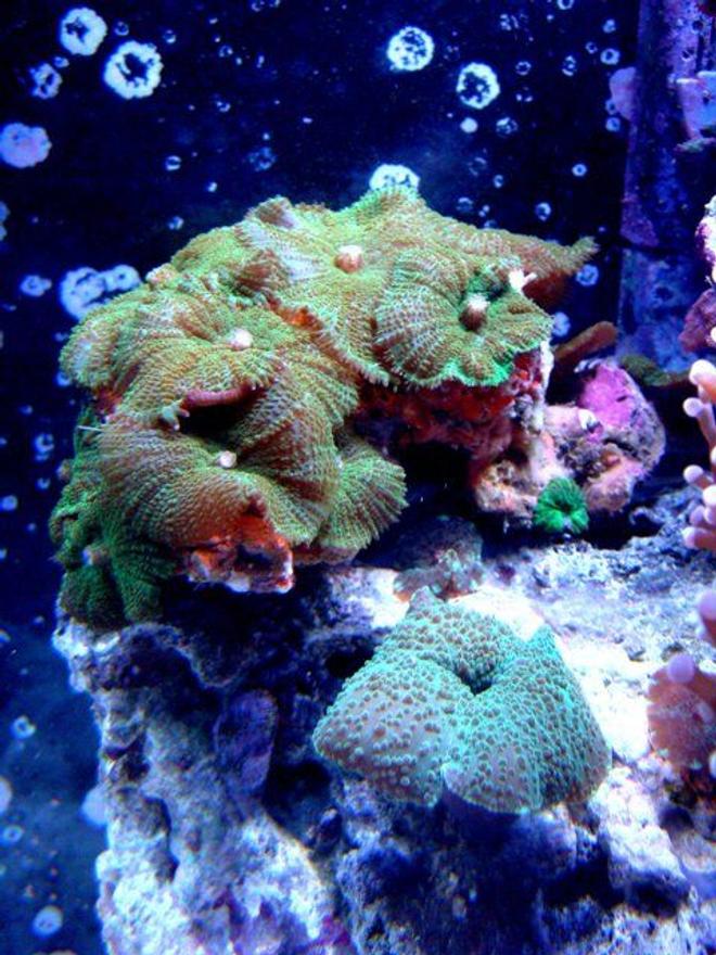 corals inverts - rhodactis sp. - green mushroom stocking in 46 gallons tank - Mushrooms!