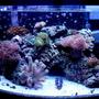 46 gallons reef tank (mostly live coral and fish) - Most recent update of my whole tank!