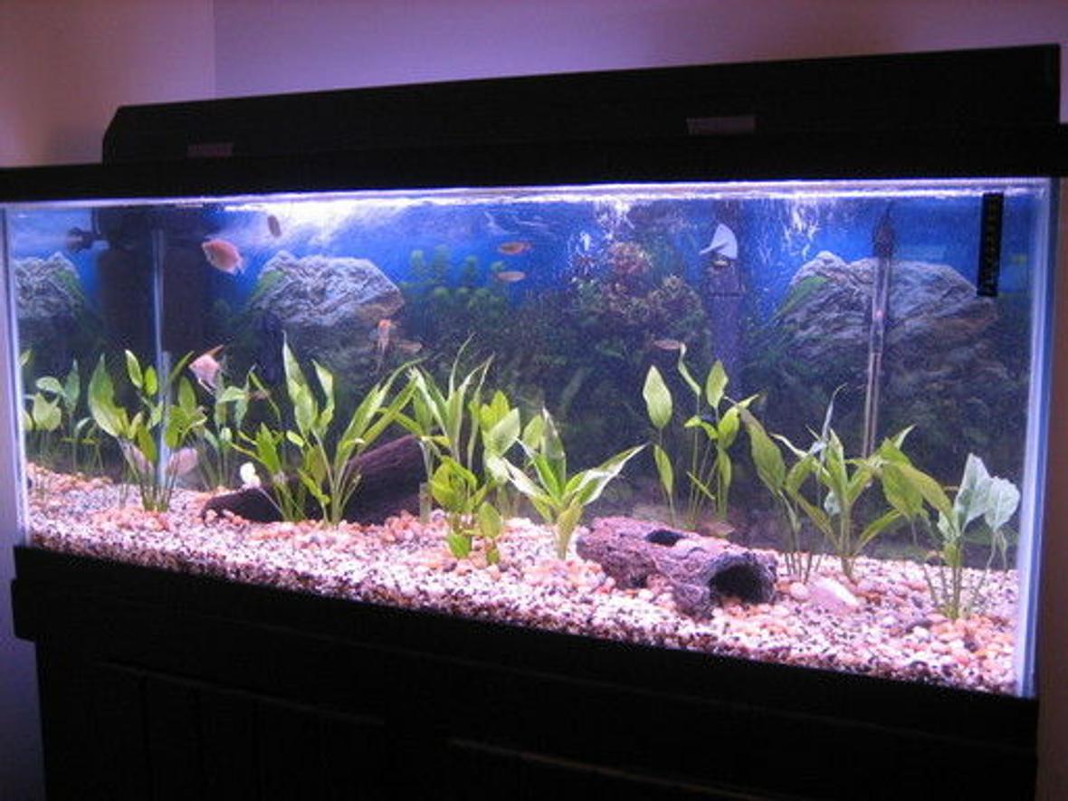 75 gallons planted tank (mostly live plants and fish) - 4 feet long, 21 inches tall / Penguin Bio-Wheel 330 Power Filter / Powerhead for airation/ DIY CO2 injection system.