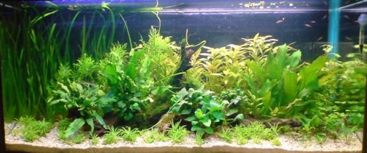 planted tank (mostly live plants and fish) - 250 litre plant tank. Recent scape.