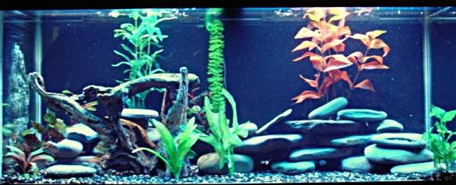 75 gallons freshwater fish tank (mostly fish and non-living decorations) - Theyre in there somewhere