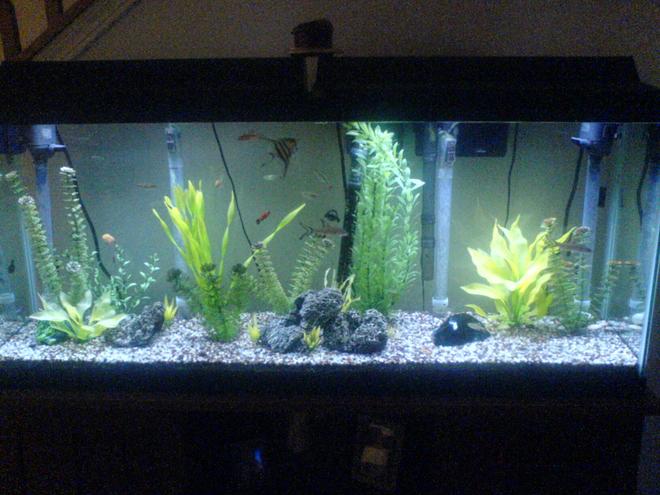 55 gallons freshwater fish tank (mostly fish and non-living decorations) - Here is my 55 gal tank :) I am open to suggestions for improving the landscaping :)