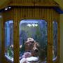 50 gallons freshwater fish tank (mostly fish and non-living decorations) - bamboo tank