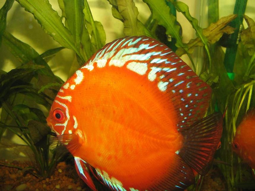 Rated #55: Freshwater Fish - Golden Crystal Discus Stocking In 38 Gallons Tank - my now 2 year old golden crystal discus.