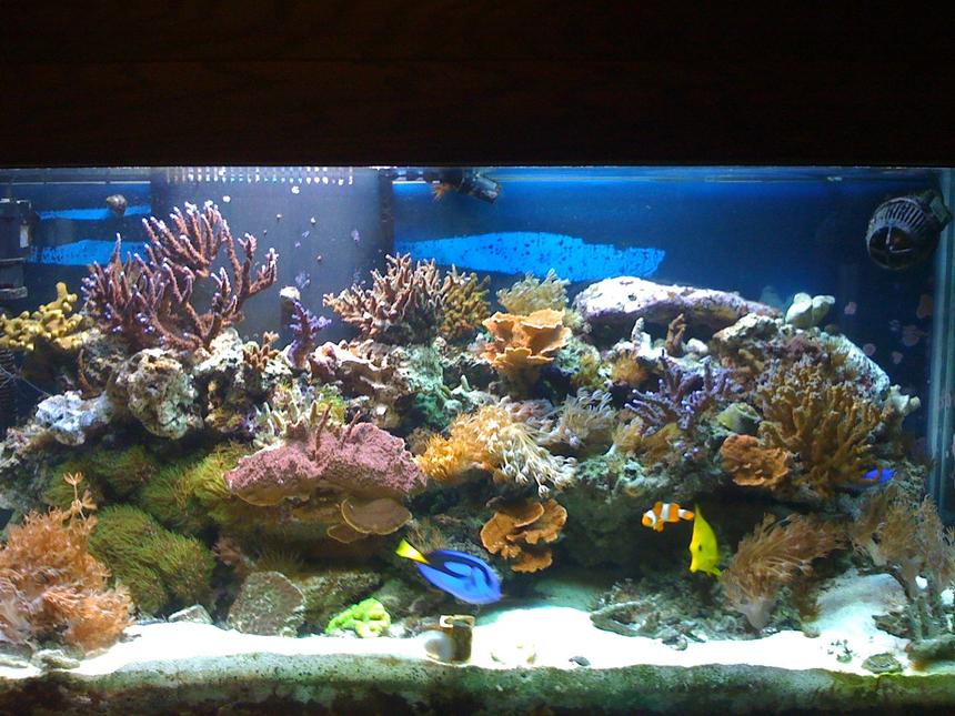 Rated #20: 90 Gallons Reef Tank - 90 Gallon DSB/Plenum with an Auafuge Pro
