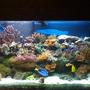 90 gallons reef tank (mostly live coral and fish) - 90 Gallon DSB/Plenum with an Auafuge Pro