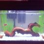 30 gallons freshwater fish tank (mostly fish and non-living decorations) - Updated pic of the 10 gallon fresh water setup