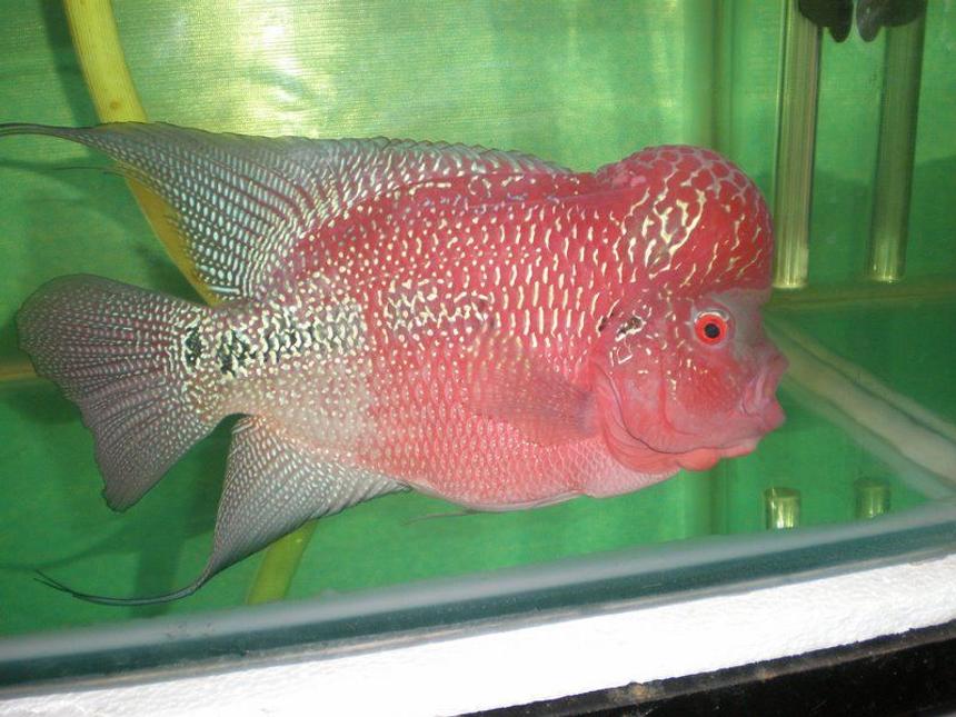 Rated #51: Freshwater Fish - Cichlasoma Sp. - Flower Horn Cichlid Stocking In 105 Gallons Tank - LATEST ONE