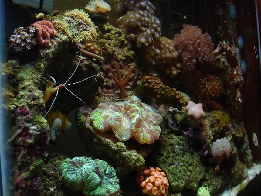 Rated #104: 37 Gallons Reef Tank - full view
