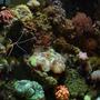 37 gallons reef tank (mostly live coral and fish) - full view