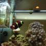 fish tank picture - gsm clown
