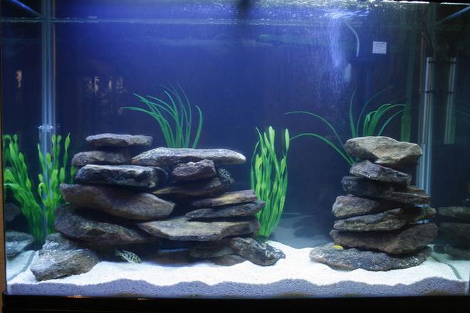 105 gallons freshwater fish tank (mostly fish and non-living decorations) - Aqua Home