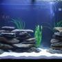 105 gallons freshwater fish tank (mostly fish and non-living decorations) - Aqua Home