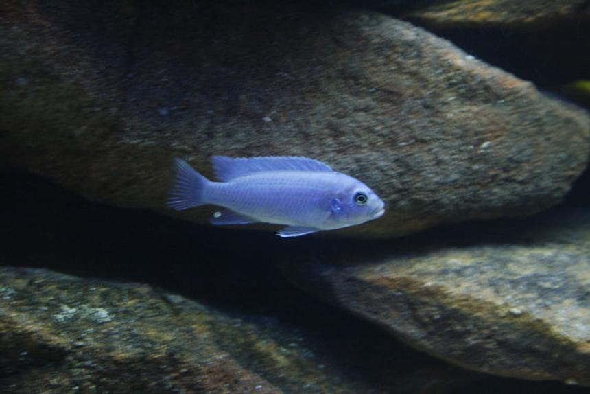 Rated #1353: Freshwater Fish - Metriaclima Callainos - Cobalt Blue Zebra Cichlid Stocking In 105 Gallons Tank - Cobalt Zebra