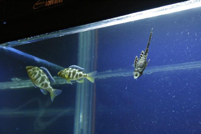 freshwater fish - nimbochromis venustus - venustus cichlid stocking in 105 gallons tank - Venustus