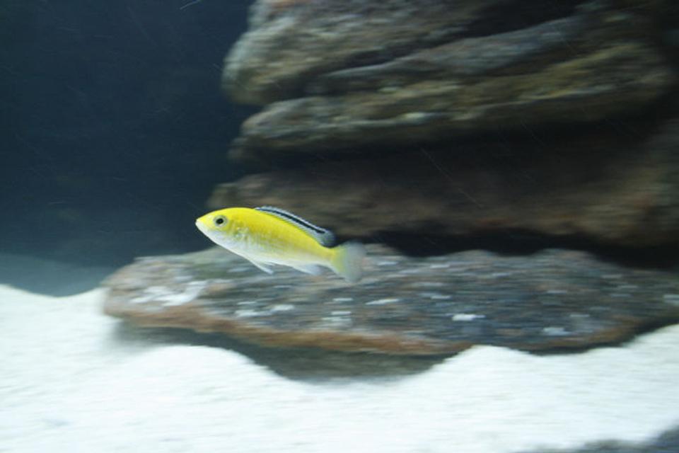freshwater fish - labidochromis caeruleus - electric yellow cichlid stocking in 105 gallons tank - Electric Yellow