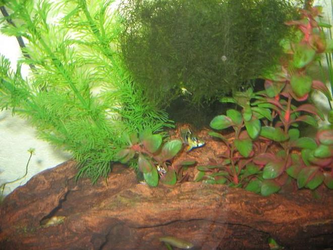 29 gallons planted tank (mostly live plants and fish) - Pre-planted Tank Ram Cichlid and Java Moss between two plastic plants