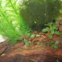 29 gallons planted tank (mostly live plants and fish) - Pre-planted Tank Ram Cichlid and Java Moss between two plastic plants