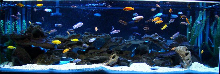 Rated #73: 180 Gallons Freshwater Fish Tank - 180g Mbuna Aquarium