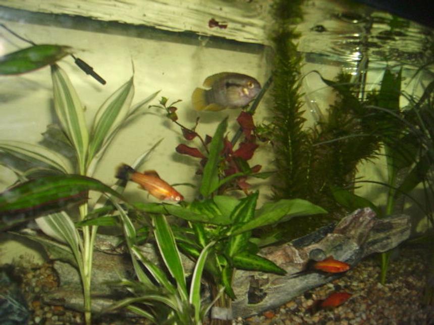 Rated #2058: 15 Gallons Planted Tank - community tank