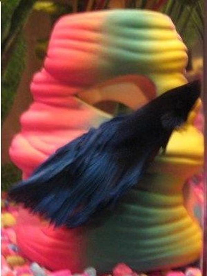 freshwater fish - betta splendens - betta - male stocking in 5 gallons tank - This is a close up of my betta, Bubbles