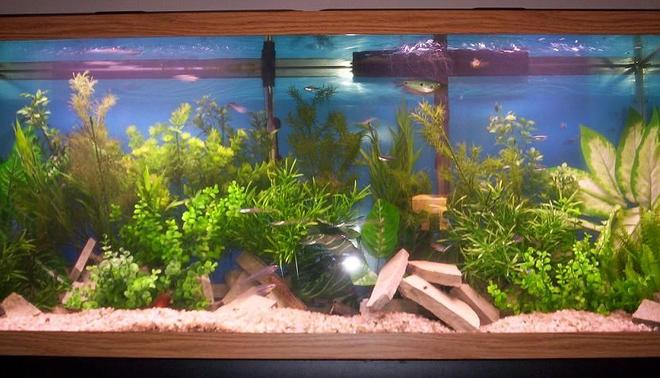 55 gallons planted tank (mostly live plants and fish) - 55G Freshwater planted tank
