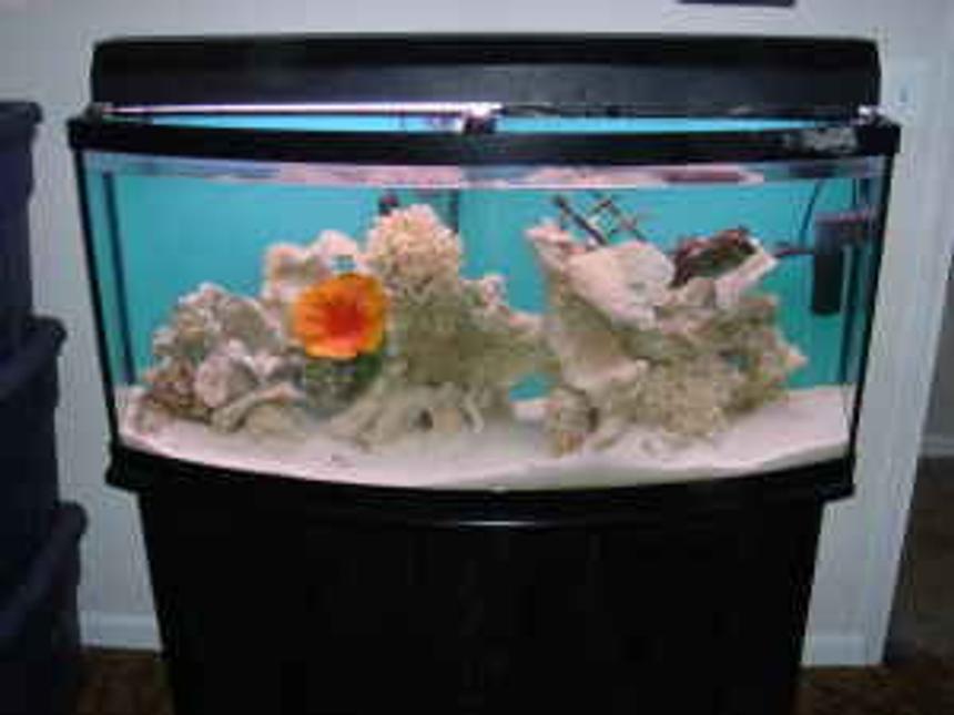 Rated #62: 150 Gallons Saltwater Fish Tank - 72 gallon bow tank