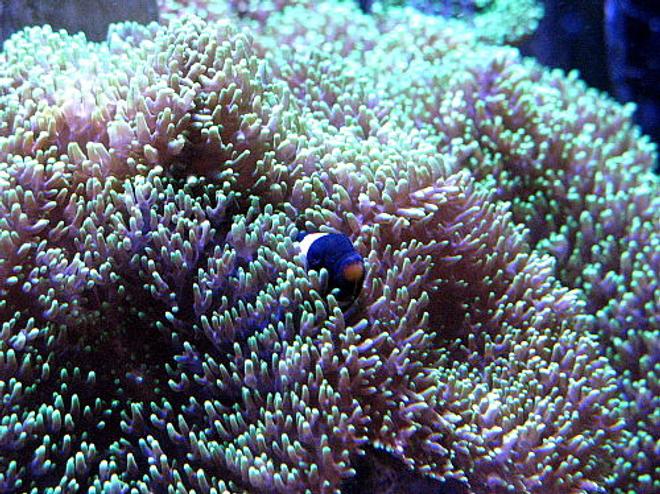 saltwater fish - amphiprion ocellaris var. - black and white ocellaris clownfish stocking in 120 gallons tank - blackie
