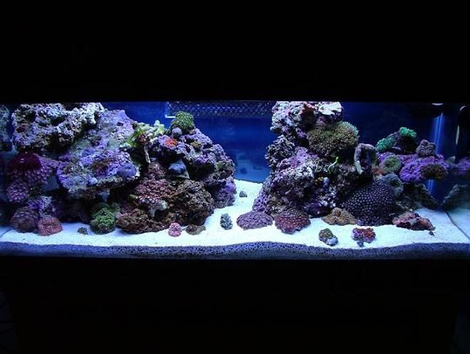 20 gallons reef tank (mostly live coral and fish) - 20LONG